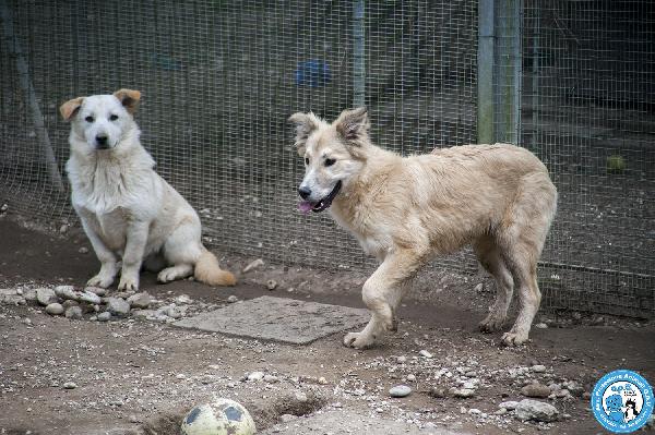 Asia, Astro, Aria: Tre Fratelli Timidi E Dolcissimi